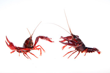 Crawfish, white background, close-up