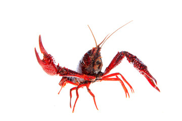 Crawfish, white background, close-up