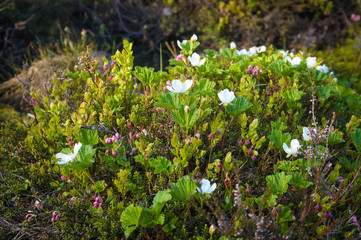 Blooming cloudberries in the North, North grass, summer in the tundra