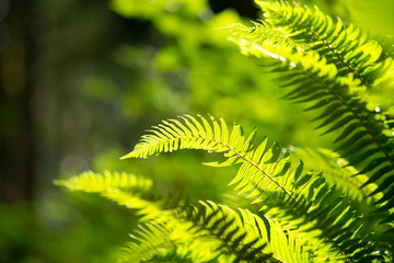 Ferns in forest