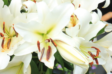 Fototapeta na wymiar Big white lilies