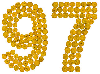 Arabic numeral 97, ninety seven, from yellow flowers of tansy, isolated on white background