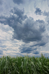 Storm clouds over corn fields © allexxandarx