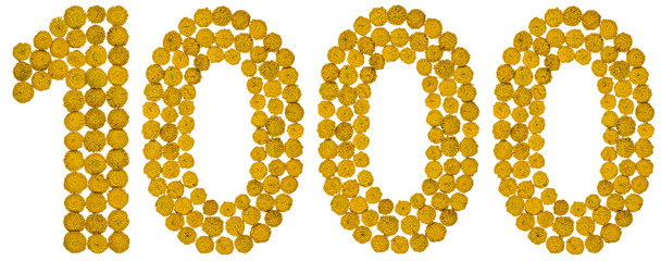 Arabic numeral 1000, one thousand, from yellow flowers of tansy, isolated on white background