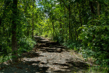 Dust road to the forest