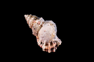 Sea shell on a black background