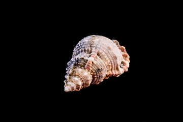 Sea shell on a black background