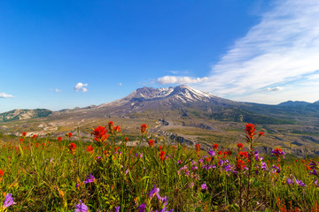 Obraz premium Wildflowers at Mount Saint Helens