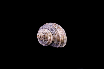 Sea shell on a black background