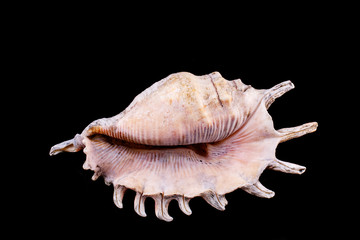 Sea shell on a black background