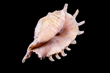 Sea shell on a black background