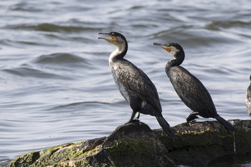 Two great  cormorants sitting on rocks on Lake Victoria