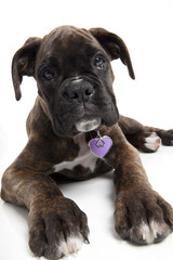 European Boxer Puppy