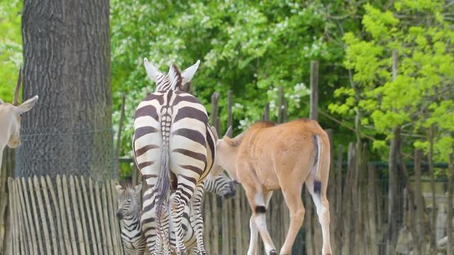 1205_Group_of_cows_and_zebras_in_one_area_in_the_zoo.mov