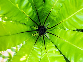 Bud leaves at center of Bird's nest fern