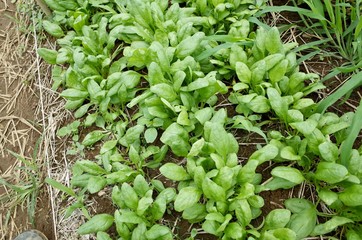 ほうれん草