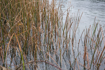 Reeds in the River