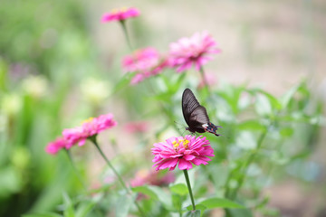 Pink zinnia flower and butterfly
