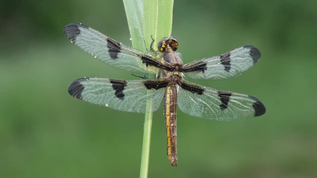 4K Twelve-spotted Skimmer (Libellula pulchella) - Teneral Female