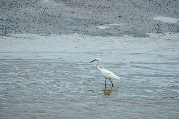 Egret walking on the beach