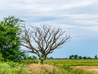 Dead tree on a rice paddy