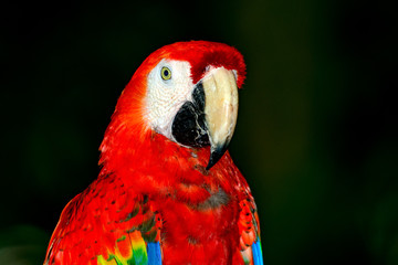  Scarlet macaw (Ara macao) close-up. Head and shoulders.