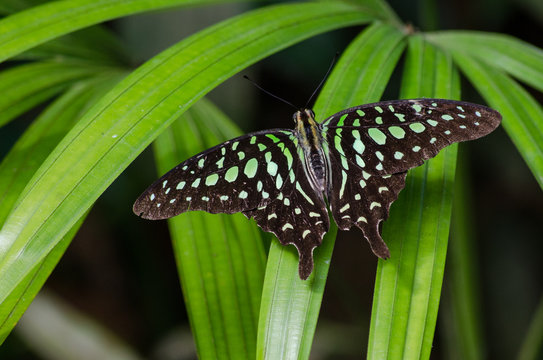 Graphium agamemnon, the tailed jay, is a predominantly green and black tropical butterfly that belongs to the swallowtail family.