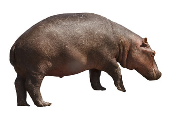 Obraz premium Hippo isolated on white background