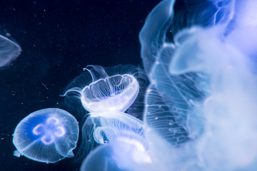 Moon jelly fish in aquarium © alice_photo