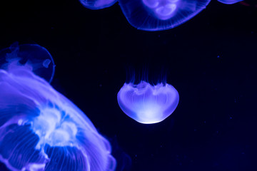 Obraz na płótnie Canvas Moon jelly fish in aquarium