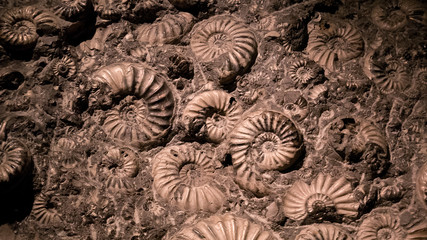 Fossil & Ammonite for fuel energy
