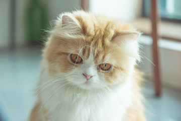 Persian cat looking at camera