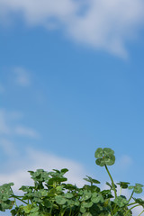 四つ葉のクローバー　青空   © tamayura39