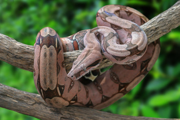 Beautiful pink skin snake from Amazon, Suriname boa constrictor or Red-tailed boa crawling on dry wood and natural background, Clipping path - obrazy, fototapety, plakaty