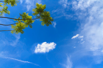 Fresh color green trees and blue sky background