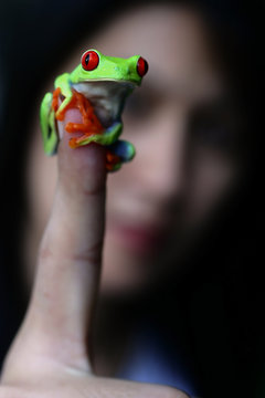Colorful Amazon Red-eyed Tree Frog Clutching On Woman Finger With Selective Focus At Eye, Background For Natural Or Exotic Pet
