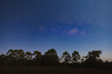 Naklejka premium Dark blue sky with many stars over the pine trees in the forest.