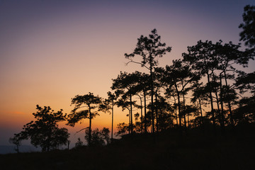 Fototapeta na wymiar The twilight scene with Pine forest in Phu Kradueng National Park, Thailand.