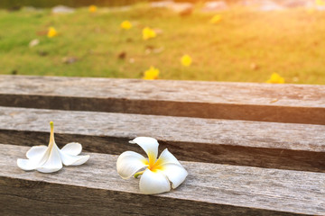White Frungipani flowers falling on dark dry wood with sunrise or sunset light, Beautiful Pagoda flowers (Plumeria acumonata) put on outdoor chair in the morning, selective focus