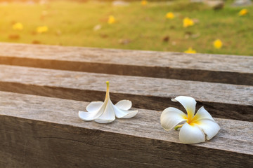 White Frungipani flowers falling on dark dry wood with sunrise op sunset light; Beautiful Pagoda flowers (Plumeria acumonata) put on outdoor chair in the morning, selective focus