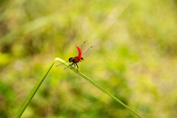 Dragonfly