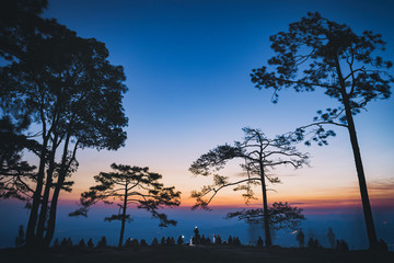 Fototapeta premium Silhouette people and pine trees with sunrise scene in Phu Kradueng National Park, Thailand.