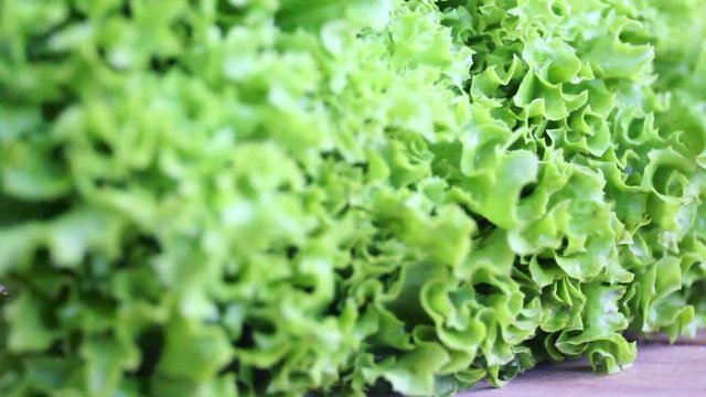 Still life with spinning bunch of fresh green salad isolated on white background (macro close up)