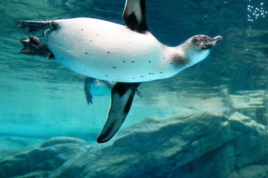 水中を泳ぐペンギン