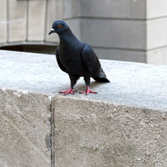 Pigeons of Union Station