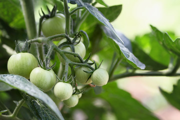 Green organic Cherry tomatoes growing on the vine. Extreme shallow depth of field with selective focus.