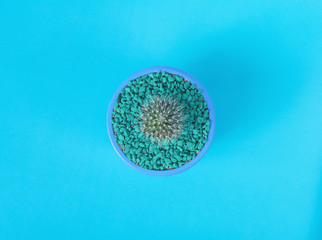 Top view of cactus with single blue color.Isolated with clipping path