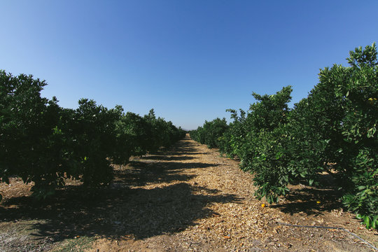 Naval orange grove in California