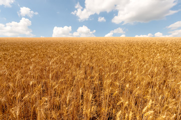 Yellow wheat field with blue sky. Background of ripening ears of wheat field. Ears of golden wheat close up. - 162979899