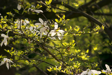White magnolia flowers